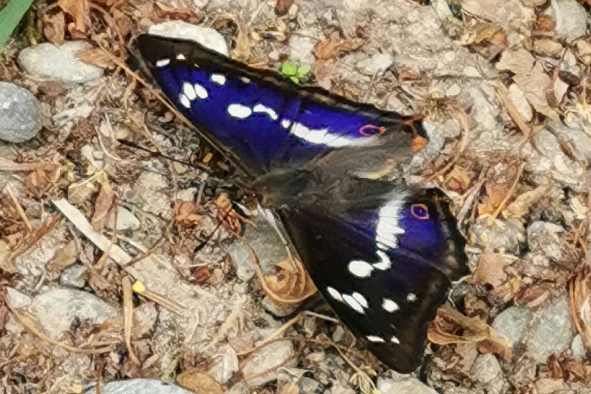 Grosser Schillerfalter